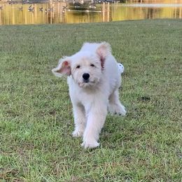 French Bulldog, Goldendoodle, and Golden Retriever Puppies from Crystal Coast Kennels, LLC