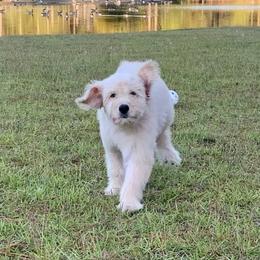 French Bulldog, Goldendoodle, and Golden Retriever Puppies from Crystal Coast Kennels, LLC