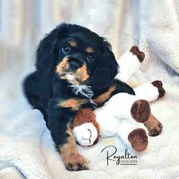 Cavalier King Charles Spaniel Puppies from Royalton Cavaliers