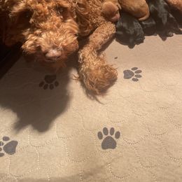 Cavalier King Charles Spaniels, Cavapoos, and Poodles from Melissa's East End Cavaliers