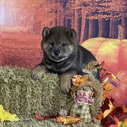 Rain - Sesame female Shiba Inu puppy in Newberry, Michigan from Day Dream Akita & Shiba Inu