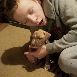 American Pit Bull Terrier Puppies from Kaotic APBTs