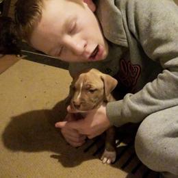 American Pit Bull Terrier Puppies from Kaotic APBTs