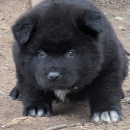 Akita Puppies from Akita Kai Magic