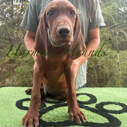Hank - Red male Redbone Coonhound puppy in Mount Pleasant, Texas from Harmons Hounds