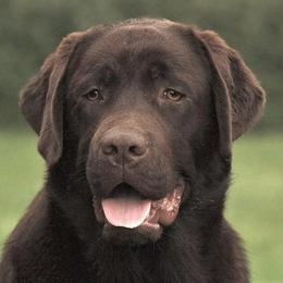 Blue - Labrador Retriever