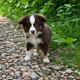 Howl - Red tri male Miniature Australian Shepherd puppy in Macomb, Missouri from Show Me MO Aussies