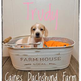 Trudy - Piebald female Dachshund puppy in Cincinnati, Ohio from Caines Dachshund Farm