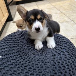 Trevor - Black and tan male Pembroke Welsh Corgi puppy in Morristown, Tennessee from Robertson Corgi’s