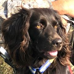 Mercy - Boykin Spaniel