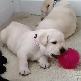 Labrador Retriever Puppies from Lorlyn Labradors