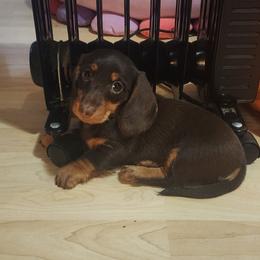 Lil Bit - Chocolate and tan female Dachshund puppy in Onalaska, Washington from Divine Teckel Tails