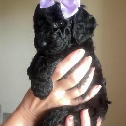 Rizzo - Black female Goldendoodle puppy in Decatur, Texas from Scherrer Sweet Goldendoodles