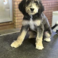Sage - female Golden Mountain Doodle puppy in Twin Falls, Idaho from Burrow & Bone