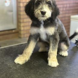 Sage - female Golden Mountain Doodle puppy in Twin Falls, Idaho from Burrow & Bone