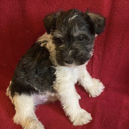 Miniature Schnauzers from Trena's Miniature Schnauzers