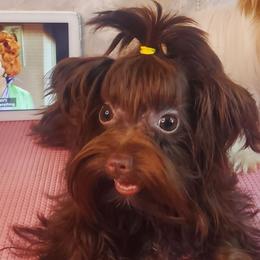 Kat - Yorkshire Terrier