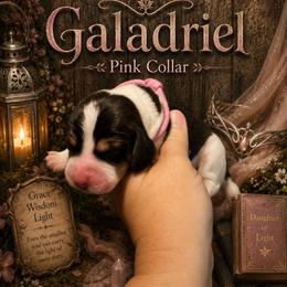 Galadriel - Black and tan female Beagle puppy in Viper, Kentucky from Mountain Top