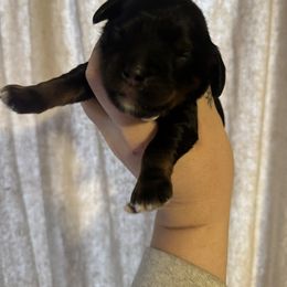 White - Black and tan male Cavapoo puppy in Linden, Michigan from Maple Drive Doodles