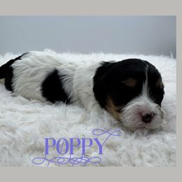 Poppy - Tri-color female Cavachon puppy in Awendaw, South Carolina from LierChonPoo