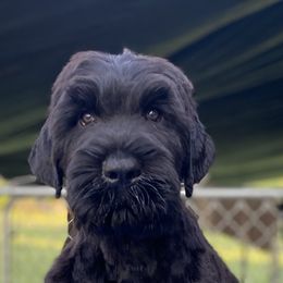 Affenpinscher and Black Russian Terrier Puppies from Ter’Avalon Kennel