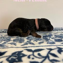 Nehi - Black and red female German Shepherd puppy in Coplay, Pennsylvania from By My Side Germans Shepherds & Dobermans