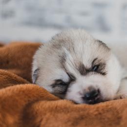 Siberian Husky Puppies from North River Siberians