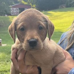 Purple collar female - Yellow female Labrador Retriever puppy in Stokesdale, North Carolina from Belews Creek Gundogs