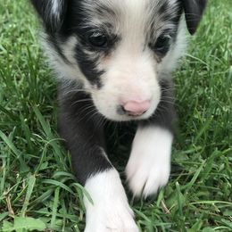Border Collie Puppies from By Design Farm