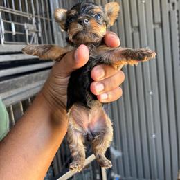 Female 2 - Blue and gold female Yorkshire Terrier puppy in Pomona, California from Carbajal Yorkshire Terriers
