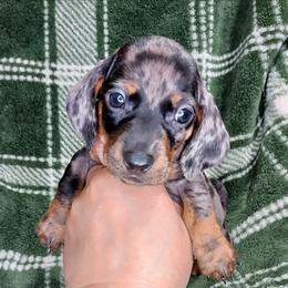 HENRY - Dapple male Dachshund puppy in Swink, Oklahoma from Palali Farm