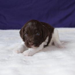Lambo (Lamborghini) - Brown and white male Aussiedoodle puppy in Springfield, Missouri from Aspen River Doodles