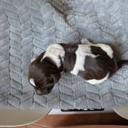 Girl 3 - Brown and gray female Wirehaired Pointing Griffon puppy in Rancho Cordova, California from American River Wirehaired Pointing Griffons