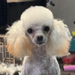 Boomhauer - Poodle