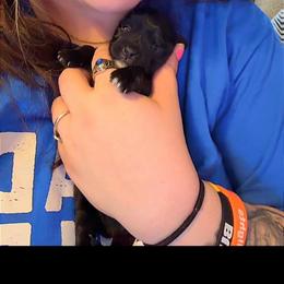 Dali - Black male Morkie puppy in Aliquippa, Pennsylvania from The Morkie Mom