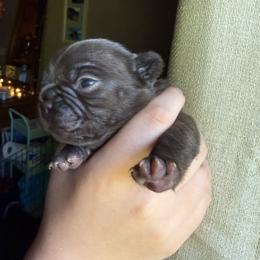 Coco Puff - Liver male French Bulldog puppy in Billings, Montana from Yellowstone Frenchies