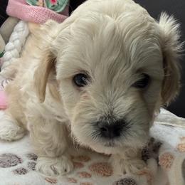 Lucas - Apricot male Maltipoo puppy in Colonial Beach, Virginia from BeachRidge Pups