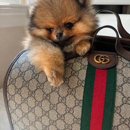 Poppet - Orange sable male Pomeranian puppy in Sacramento, California from Carousel Poodles & Pomeranians