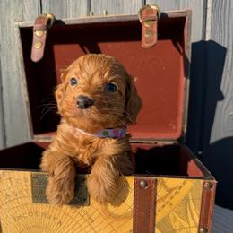 LOLLYPOP girl - Red  female Goldendoodle puppy in Rush, New York from Care Bear Puppies