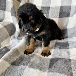 Bernedoodle Puppies from Sunny Sky Doodles