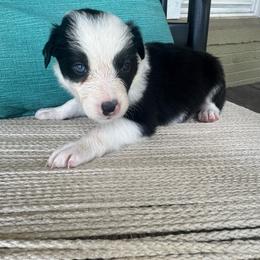 Padme - Black and white female Border Collie puppy in Winnsboro, Texas from Pecan Grove Pups