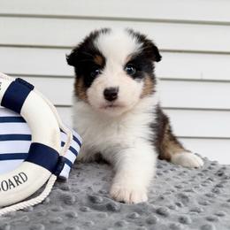 Haven - Black tri-color female Australian Shepherd puppy in Kearney, Nebraska from Helix Aussies