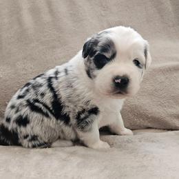 Wrangler - Blue merle male Miniature Australian Shepherd puppy in Orrtanna, Pennsylvania from Mountain Top Shepherd's