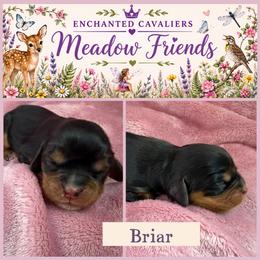 Briar - Black and tan female Cavalier King Charles Spaniel puppy in Auburn, Washington from Enchanted Cavaliers