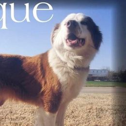 Australian Shepherds and Poodles from Ginger Blue Poodles
