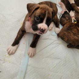 Boxer Puppies from Keen Boxers