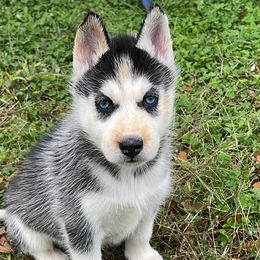 Dacogetic Neea Nova - Siberian Husky puppy in Chester, Virginia from Dacogetic