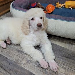 Poodles from Fancy Smantzy Poodles