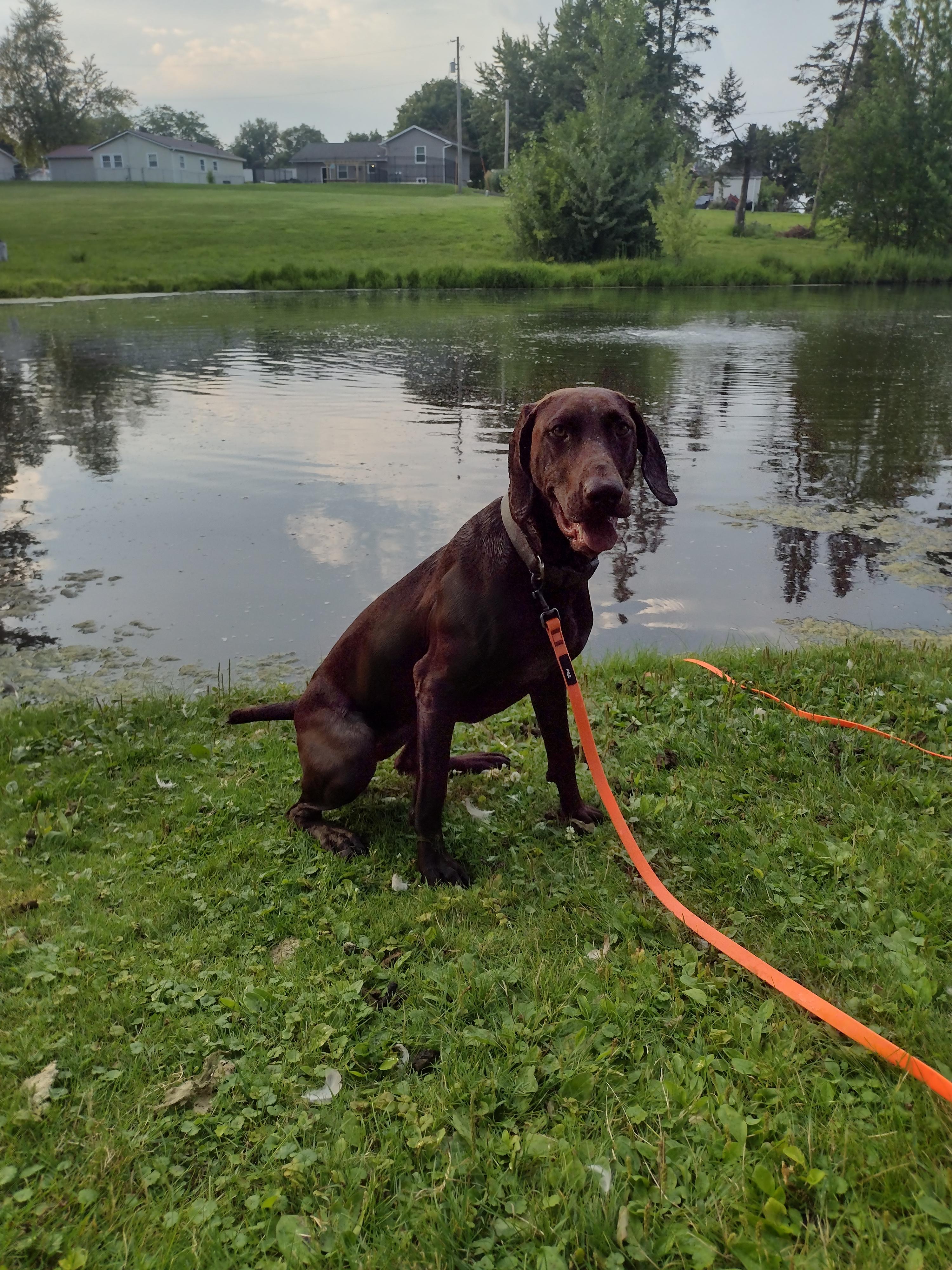 Bocephus (Bo)