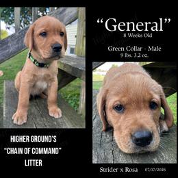 General Green - Yellow male Labrador Retriever puppy in Eaton Rapids, Michigan from Higher Ground Labradors